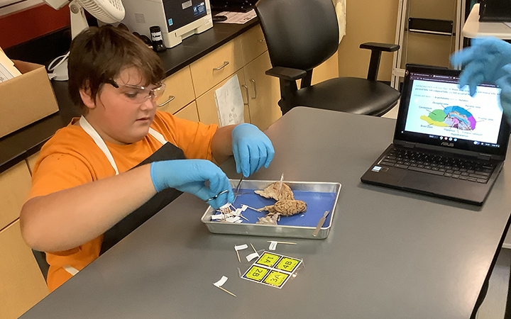 sheep brain dissection