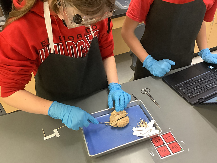 sheep brain dissection