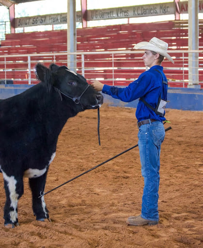 student showing cow and county fair