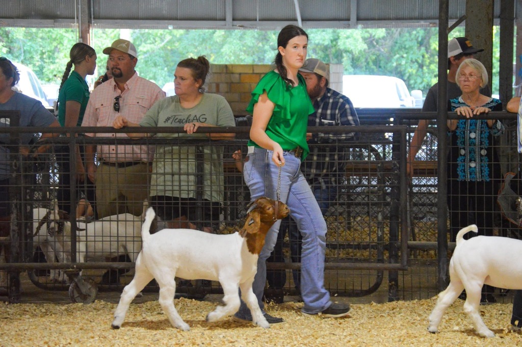 student showing goat at county fair