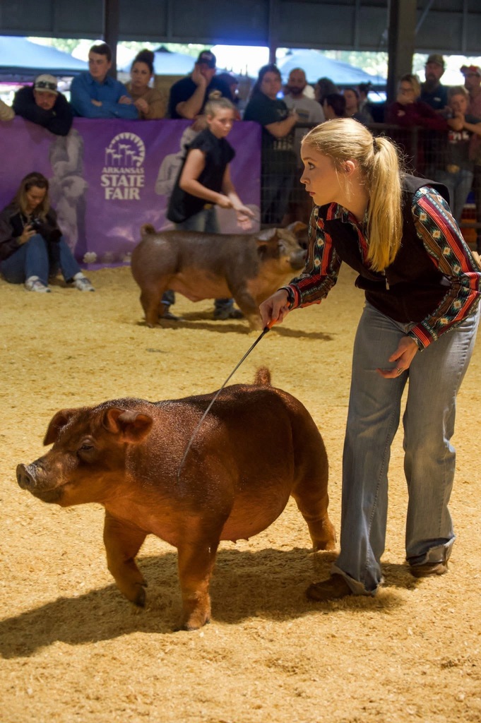 student showing hog at county fair