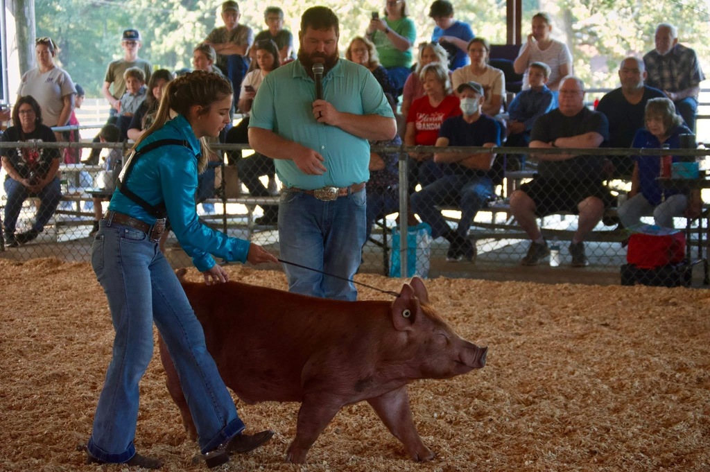 student showing hog at county fair