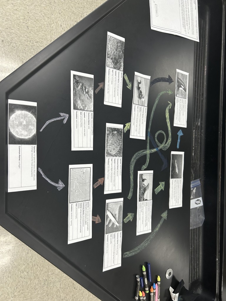 Mrs Chidester class project