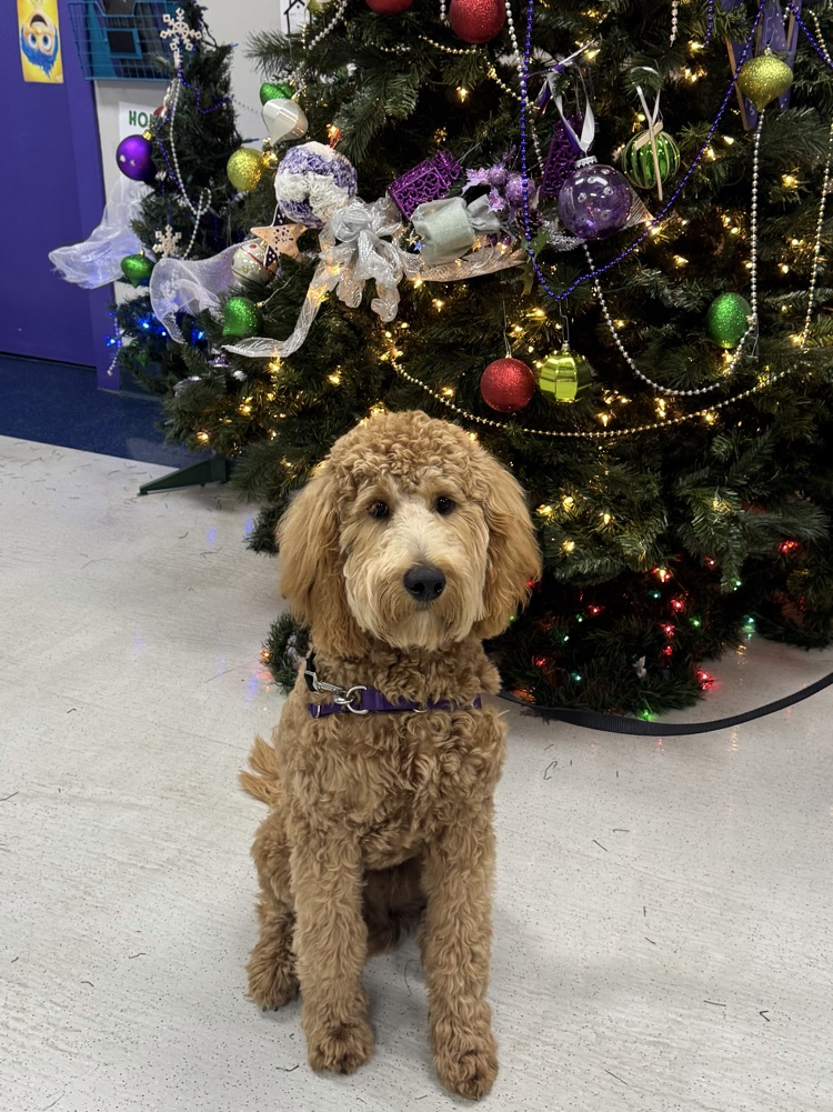 Ace with the Christmas tree