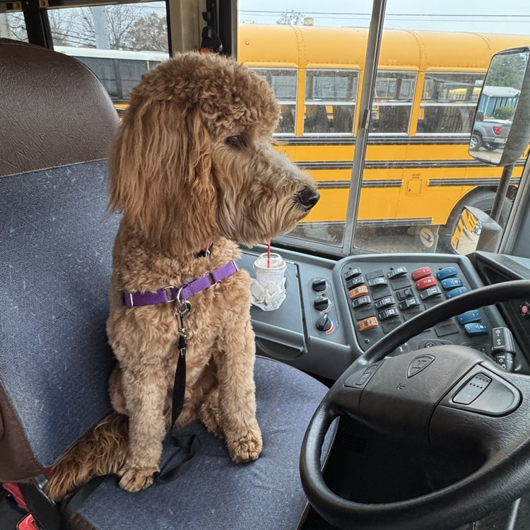 ace on the bus