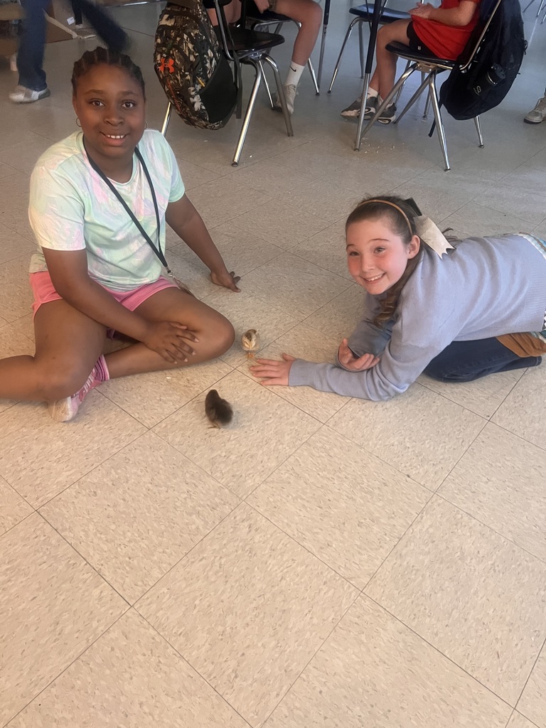 students and chicks