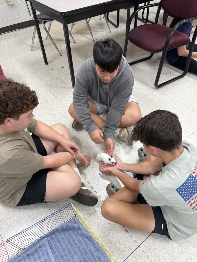three boys with bunny