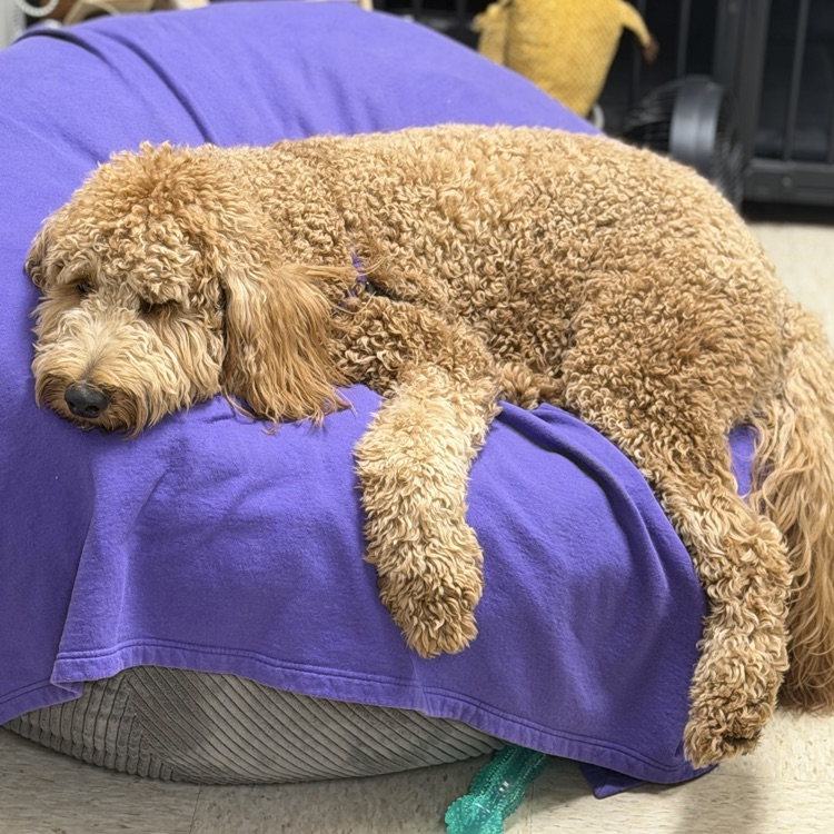 Ace taking a rest