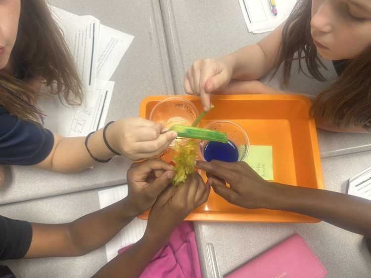 students studying plant structures