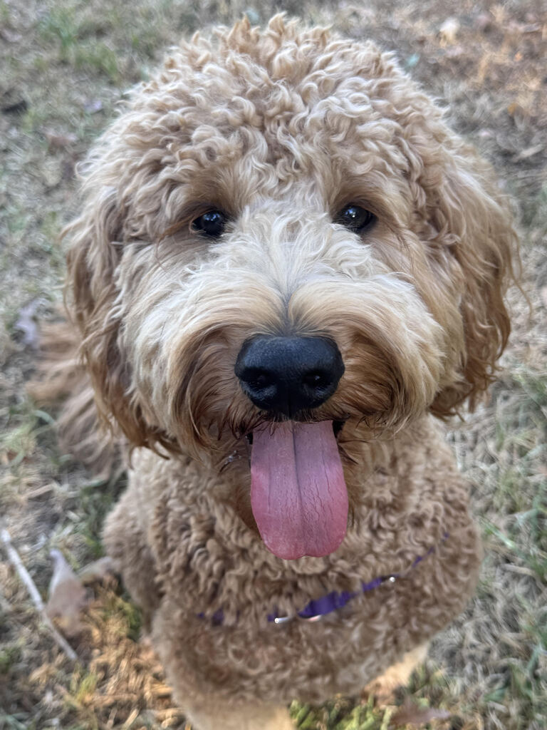Ace the pup