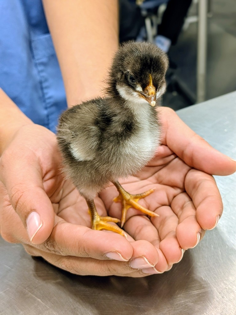 Photo of a baby chick in someone's hands