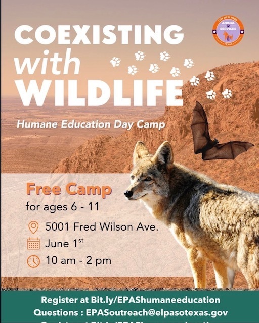 summer camps 