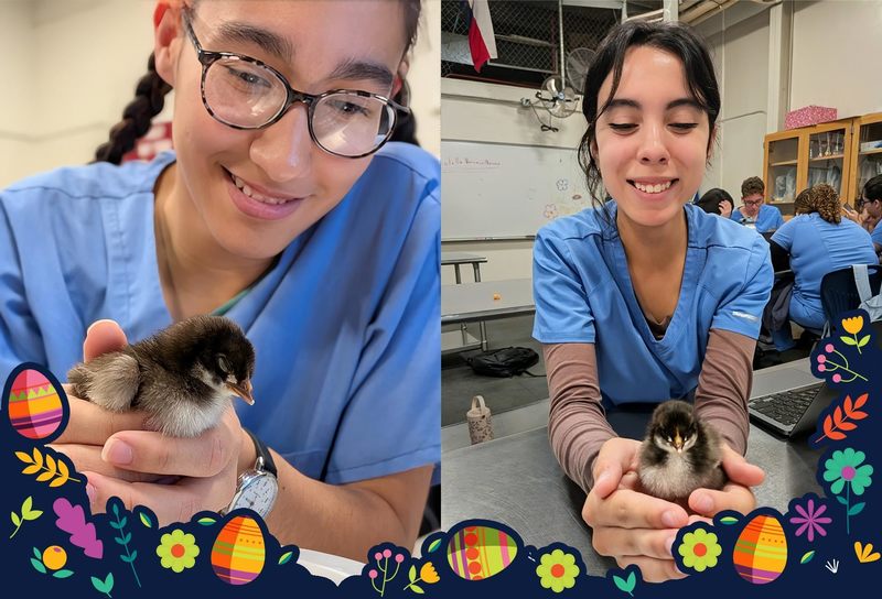 two images of students holding chicks