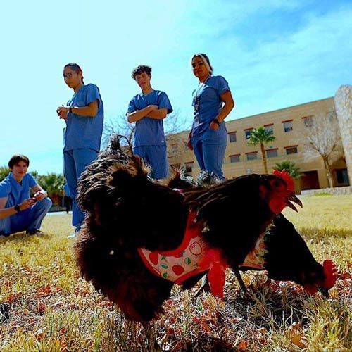 students stand near a chicken as part of their assignment