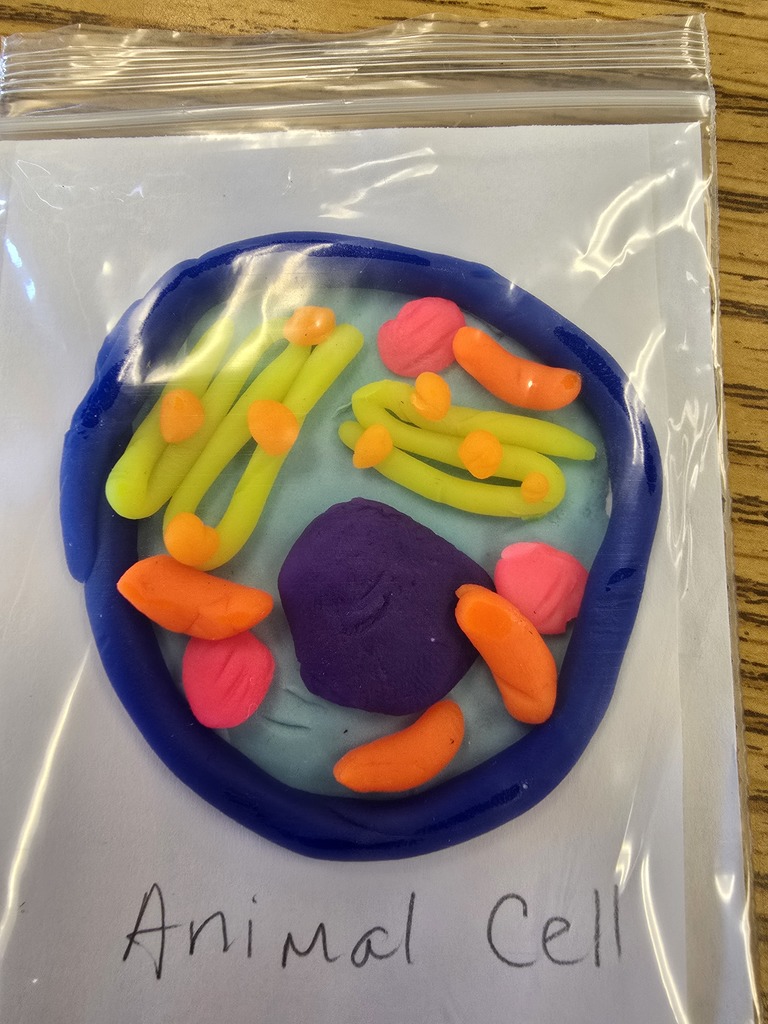An animal cell made model made out of playdoh
