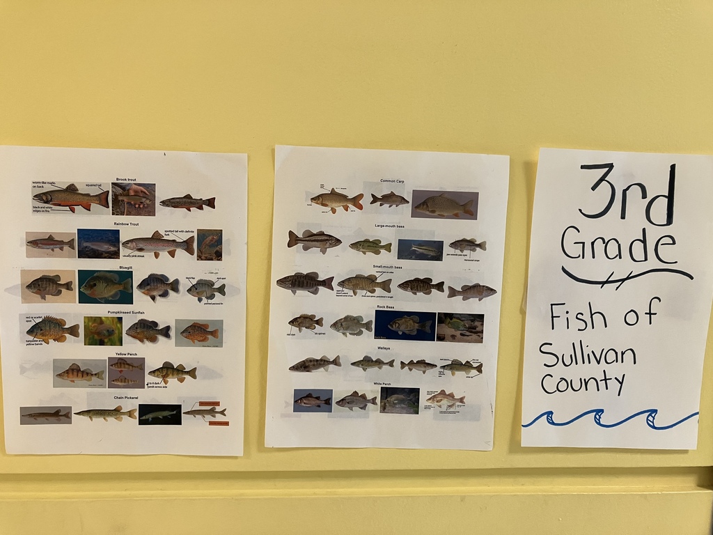 Image depicting pictures of fish that can be found in the waters of Sullivan County NY