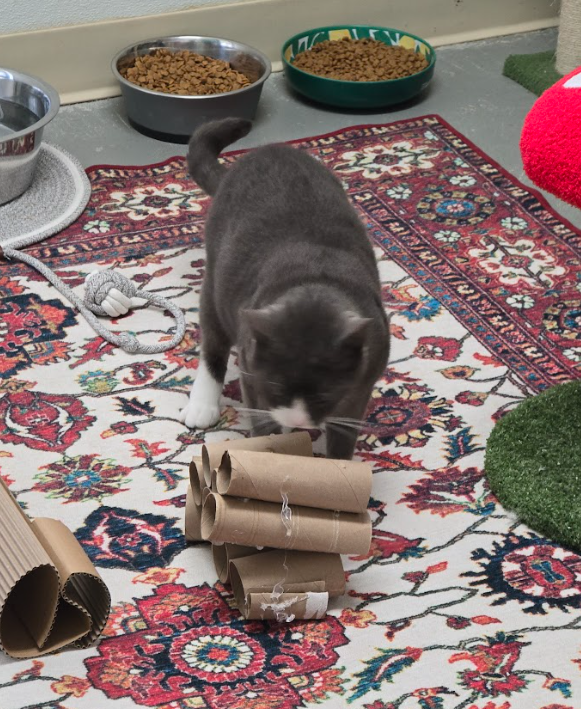 A cat inspects an enrichment toy made out of toilet paper rolls 