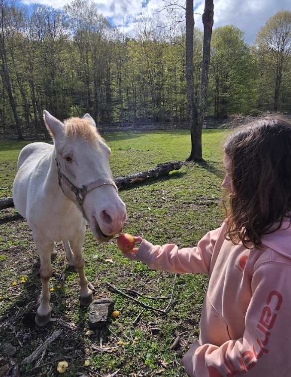 A student feeds an apple to a white horse