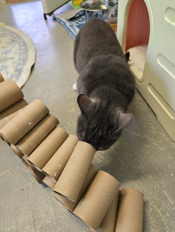 A cat inspects an enrichment toy made out of toilet paper rolls 