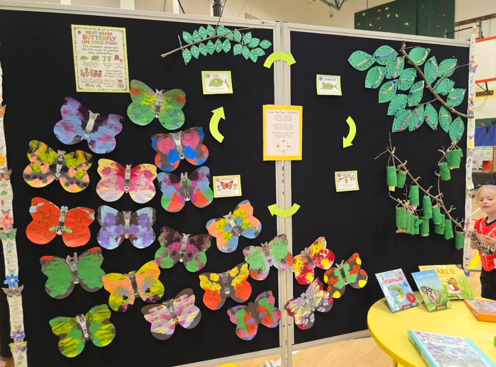 Image of a display reflecting the life cycle of the butterfly