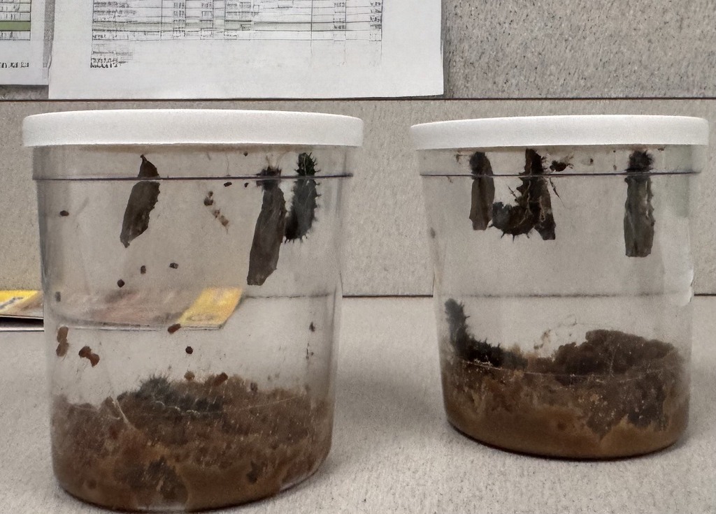 Chrysalis stage of the Painted Lady Butterfly