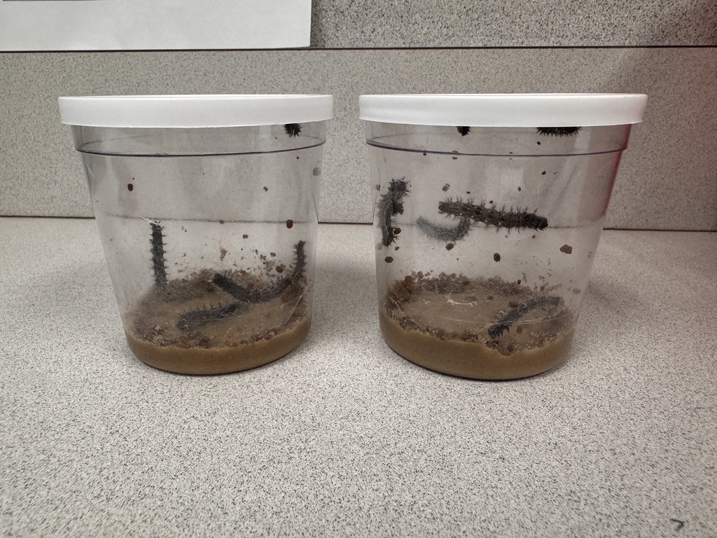 Larva stage of the Painted Lady Butterfly