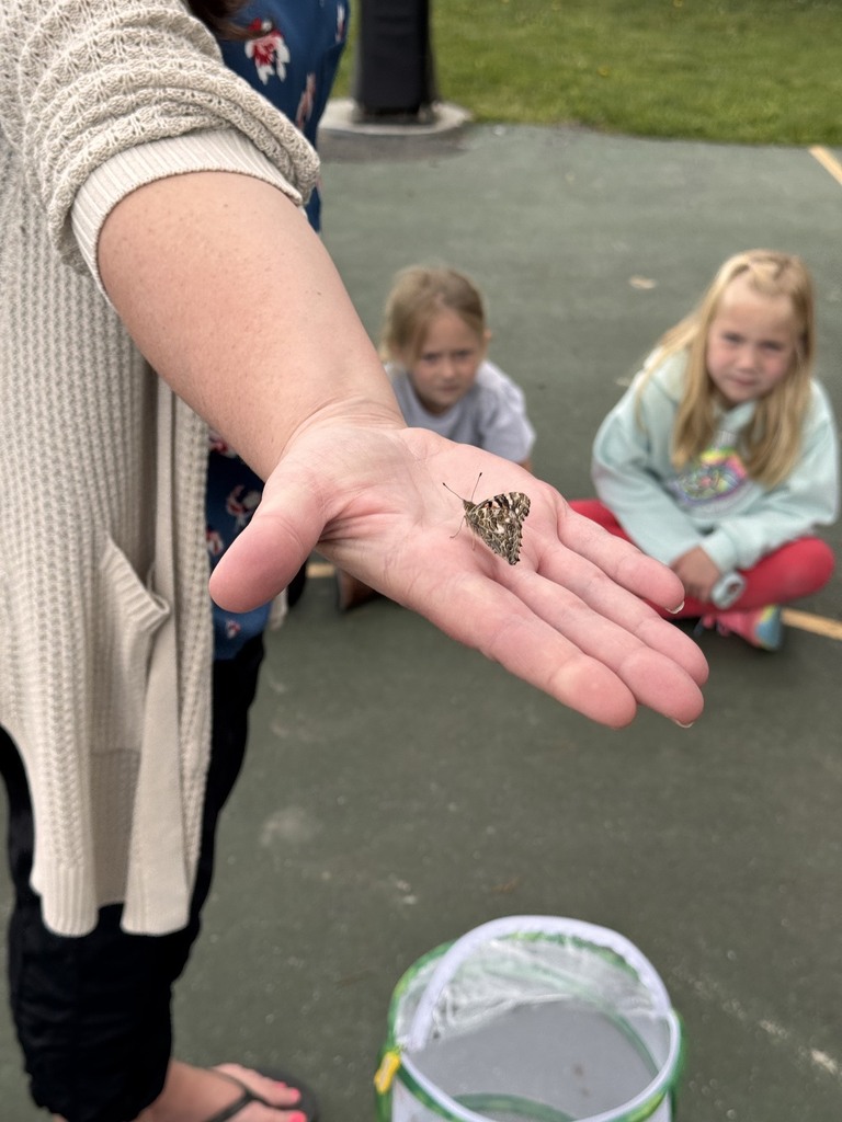 Image of an adult with a newly hatched Painted Lady Butterfly on their hand