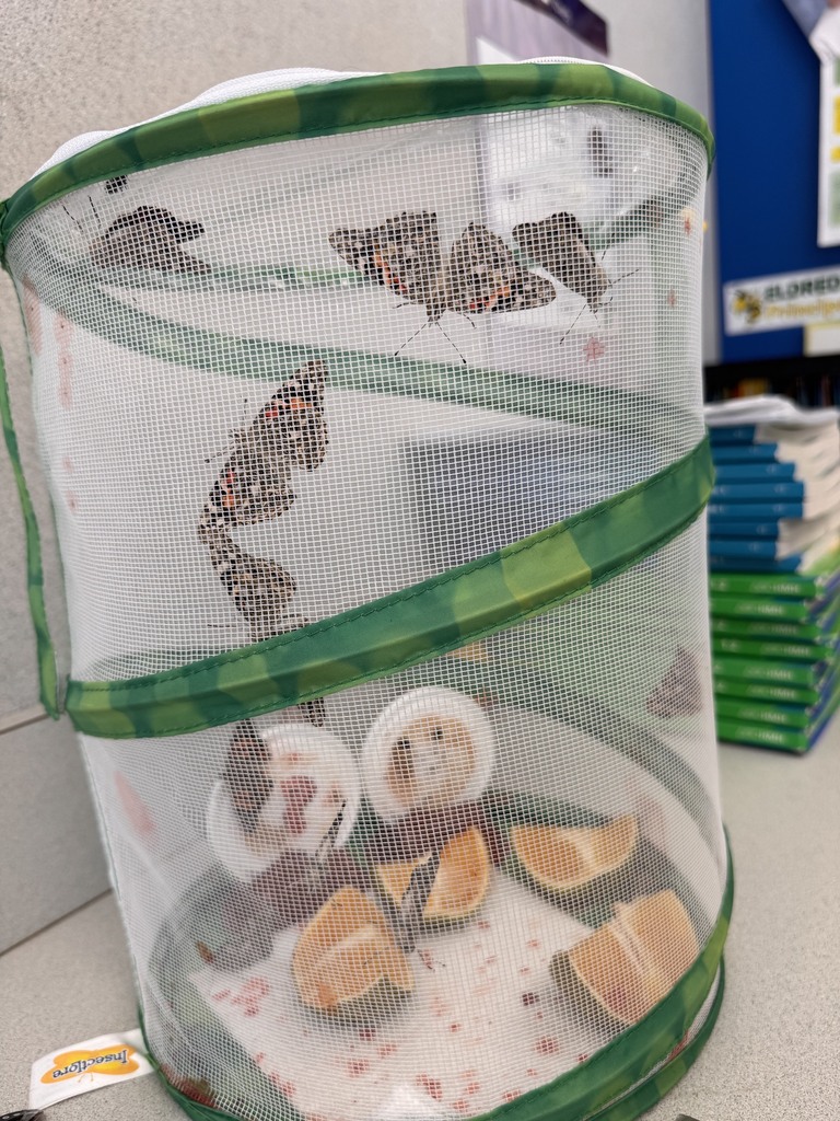 Adult stage of the Painted Lady Butterfly