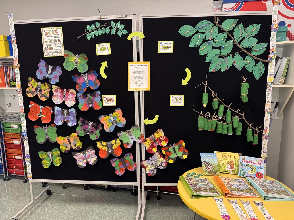 1st grade STEAM fair project explaining the life stage of the Painted Lady Butterfly