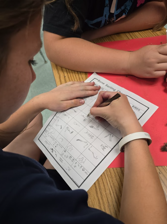 a student fills out a lab worksheet for the owl pellet dissection