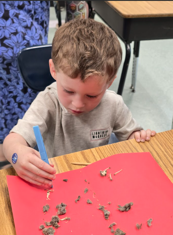 students dissect owl pellets 