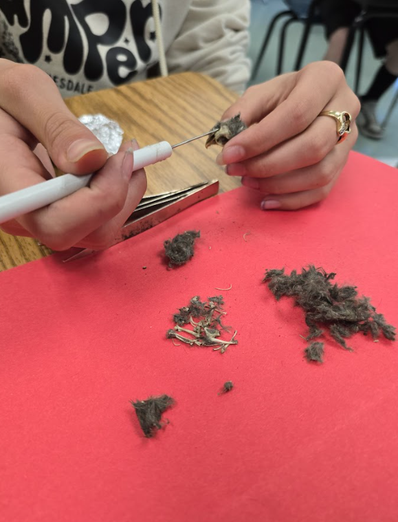 students dissect owl pellets 