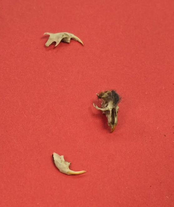 contents of an owl pellet