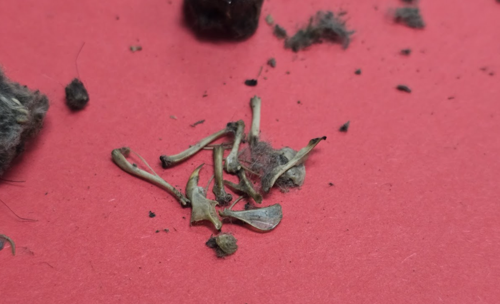 the contents of owl pellets