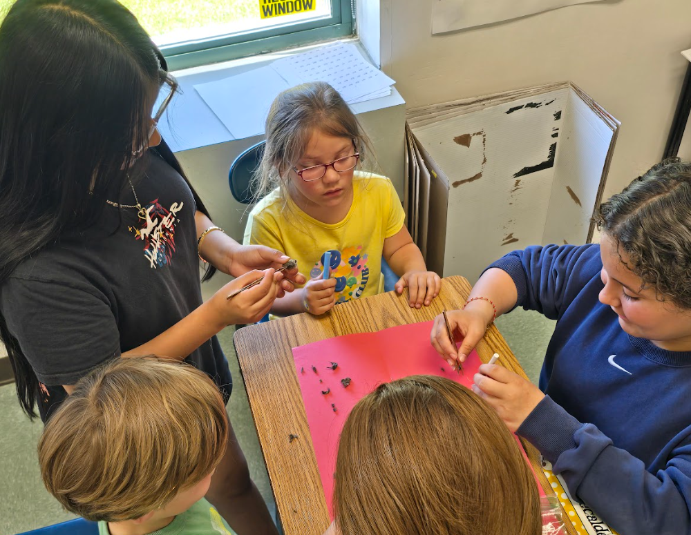 students dissect owl pellets 