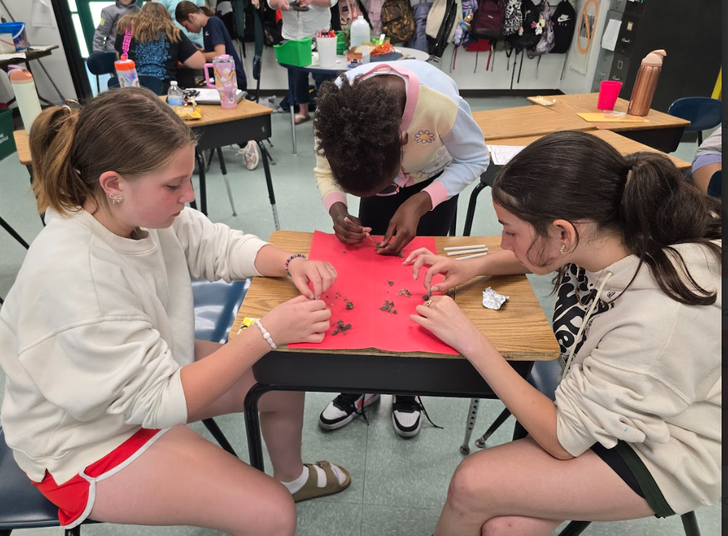 students dissect owl pellets 