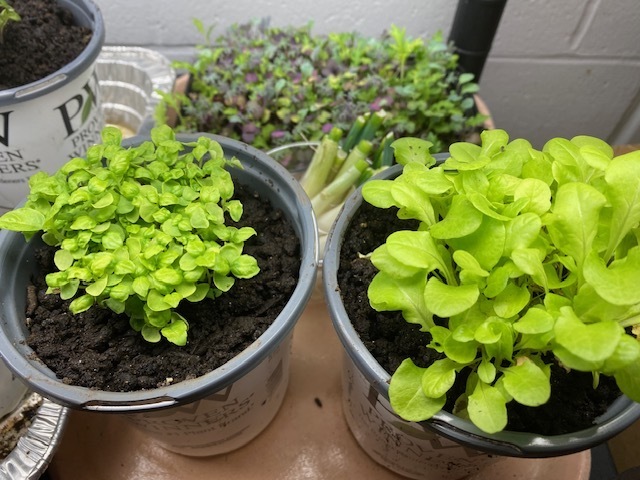 Image of 4 pots of green plants