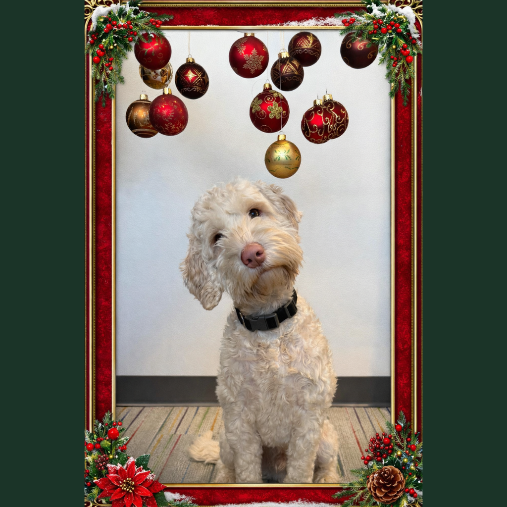 Spreading tail wags, slobbery kisses, and all the holiday cheer! Season’s greetings from Rocky, Bjorn, and Auggie.