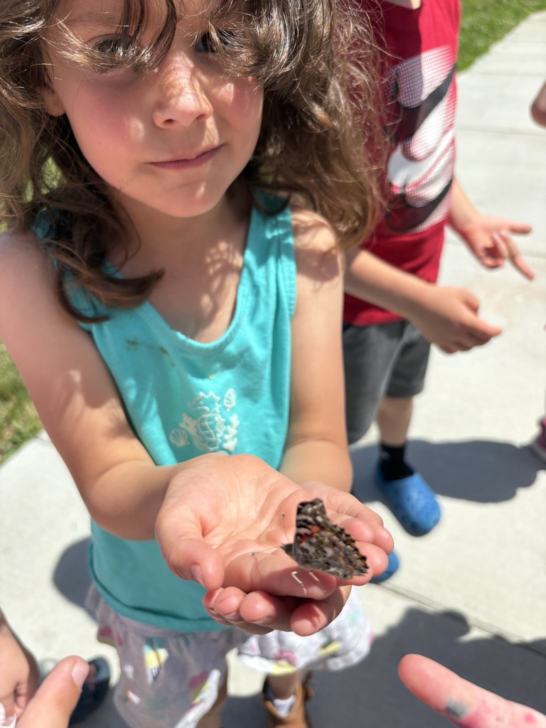 As the school year came to a close, Mrs. Niesen’s 4K class got a special surprise when their butterflies emerged from their chrysalises!