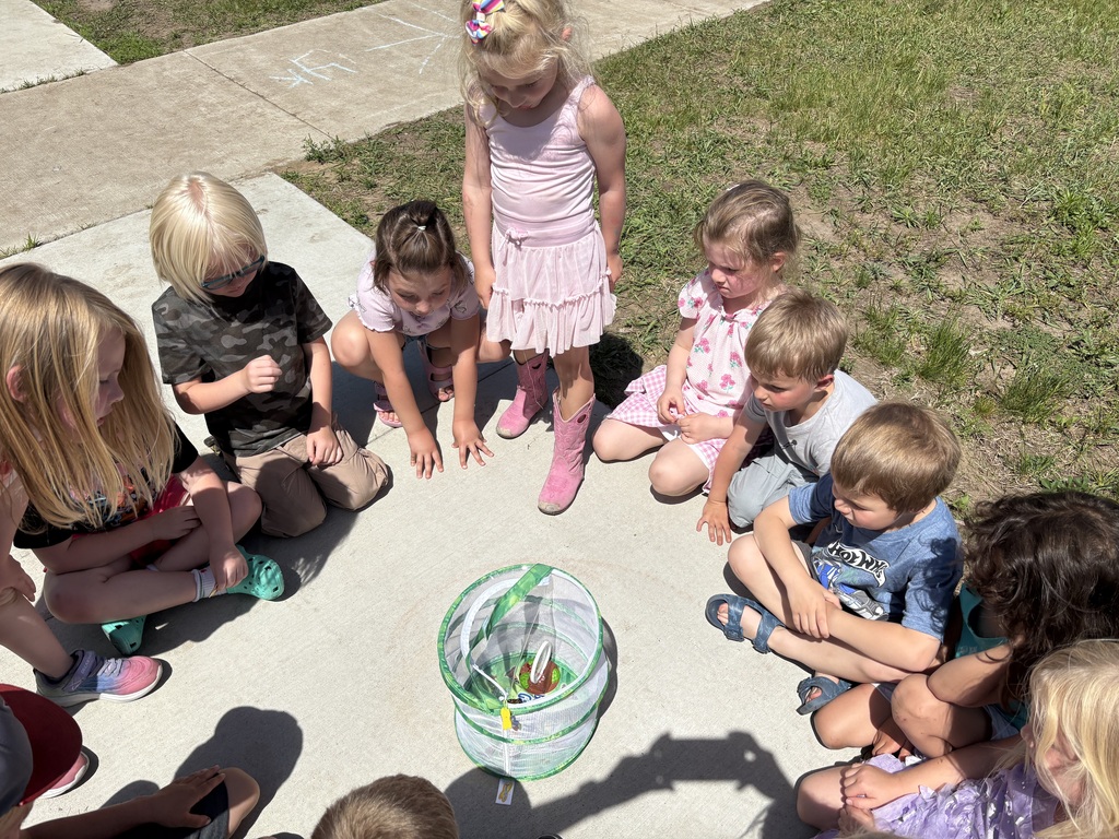 As the school year came to a close, Mrs. Niesen’s 4K class got a special surprise when their butterflies emerged from their chrysalises!
