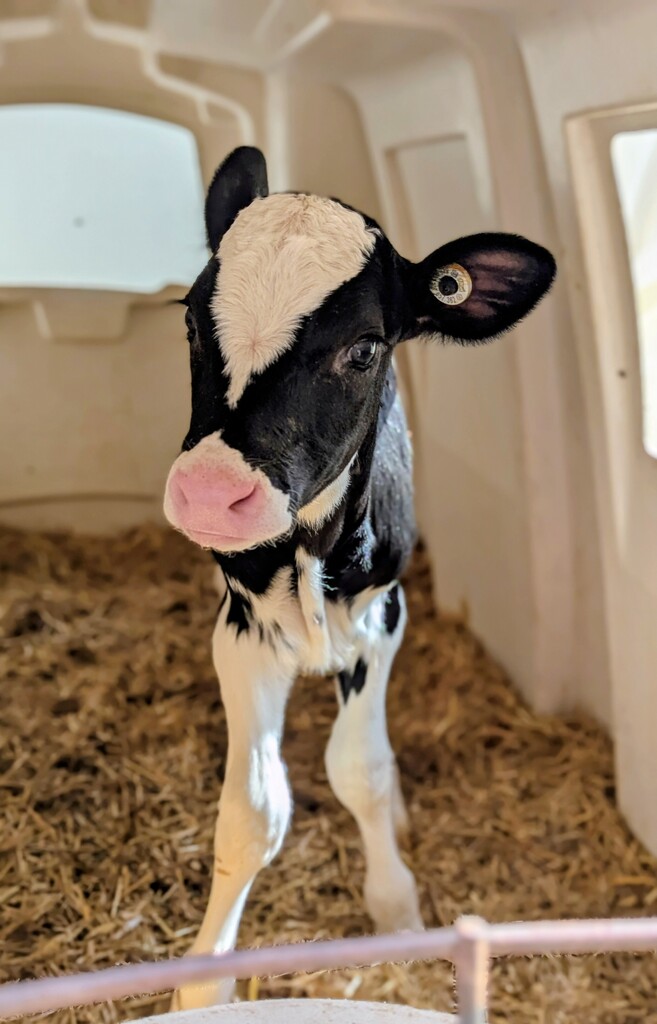 On the second day of  Rolling classroom,  the class  visited the Marieke Gouda farm in Thorp.  