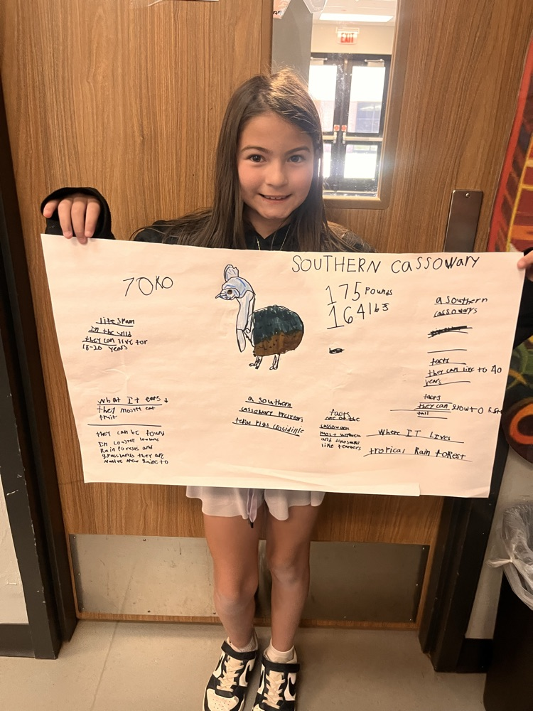 Southern Cassowary 