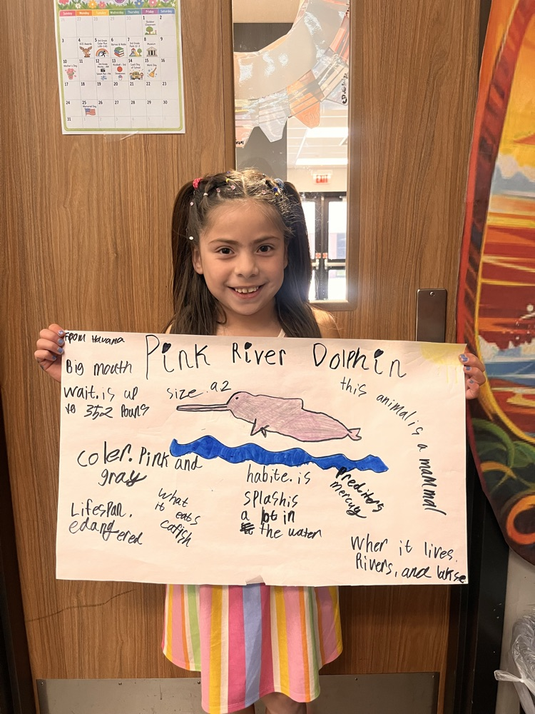 Pink River Dolphin