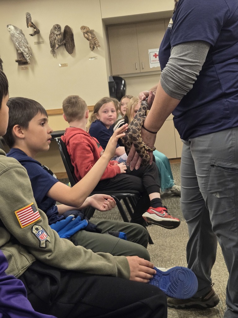 Petting Walt, the fox snake