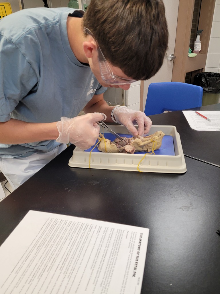 pig 3