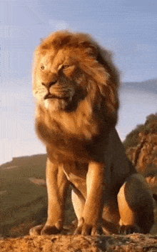 Lion roar GIF