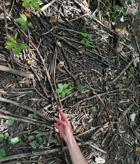 Forest 7