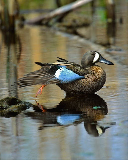 A blue and white duck with its wings spread, swimming in a shallow water area with rocks.