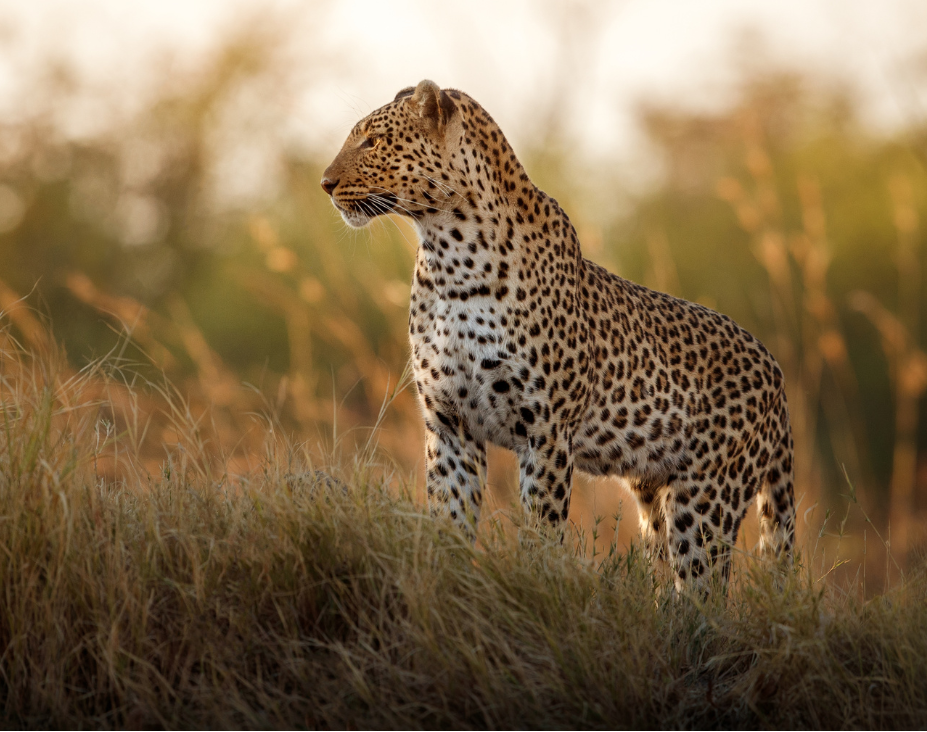 leopard logo