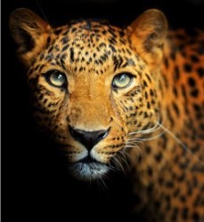 leopard head